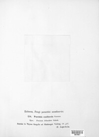 Puccinia caulincola image